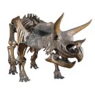 Dinoszauruszok képnézegető